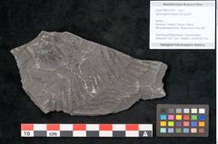 Foto (Objekt + Etikett) von Sphenopteris elegans Brongniart (NHMW-GEO-2024-0188-10793)